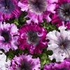 Image 7: Pack of 15 Garden Ready Mixed Variety Petunia Plants