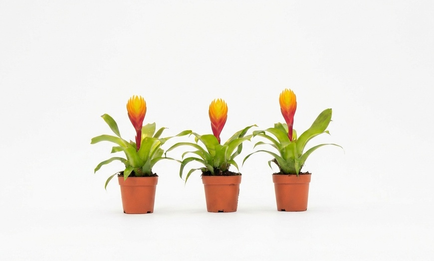 Image 2: Plante d’intérieur exotique Vriesea 'Dorado' en pot plastique