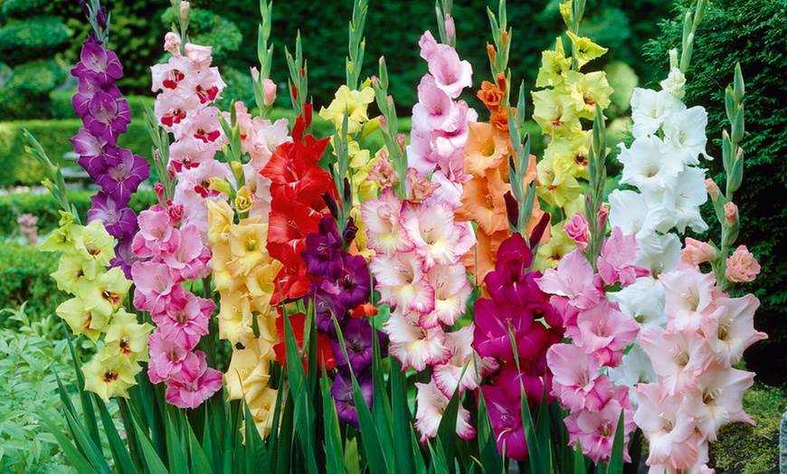 Image 1: 50 or 100 Giant Gladiolus Bulbs