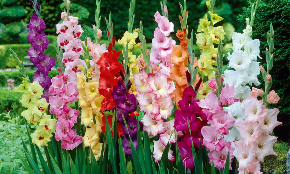 Mixed Summer Flowering Gladioli - 50 or 100 Bulbs - Primary Image