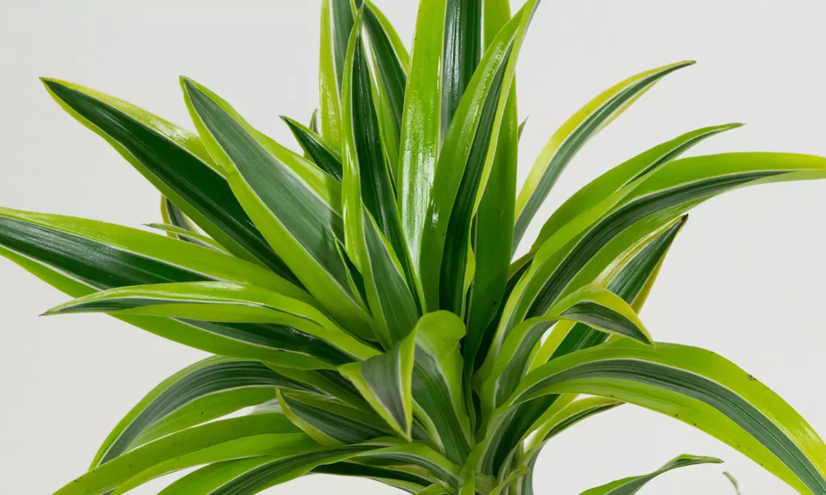 Lote de 4 drácenas de variedades "Lemon Lime" y "Compacta" de Gardenzo