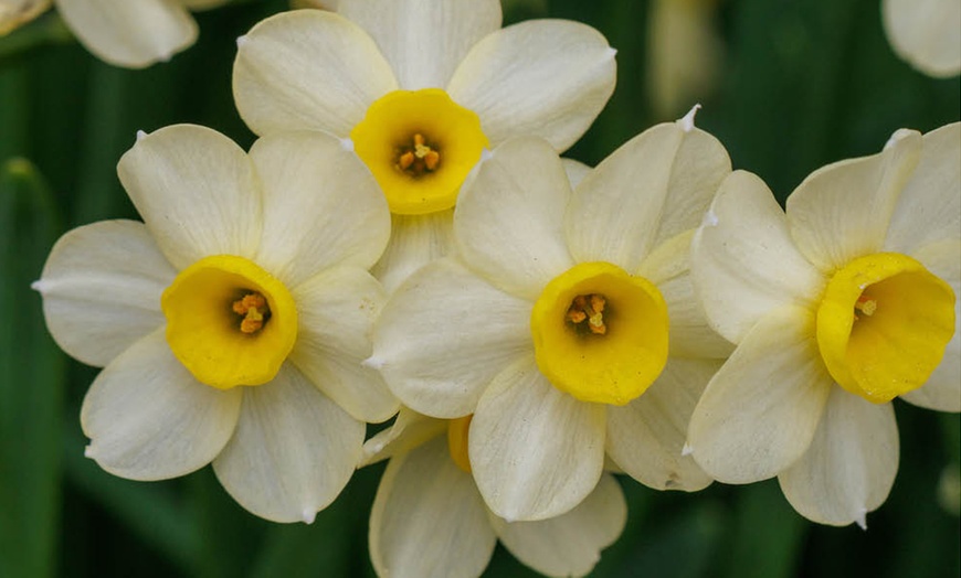Image 2: 30 or 60 Narcissus 'Minnow' Spring Flowering Bulbs