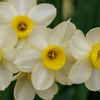 Image 2: 30 or 60 Narcissus 'Minnow' Spring Flowering Bulbs
