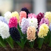 Image 5: Spring Hyacinth Bulb Collections