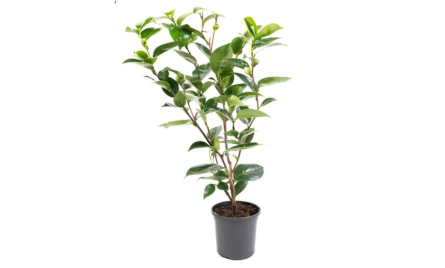 Image 12: 1 of 2 Camellia struiken