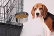 iMounTEK Stainless Steel Hanging Dog Food and Water Crate Bowl for Kennel Cages - Second Medium