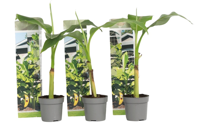 Image 5: Winterharde bananenplanten