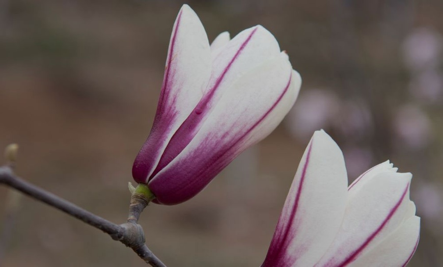 Image 11: Magnolia Patio Standard Trees - 5 Varieties to Choose From