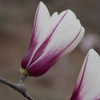 Image 11: Magnolia Patio Standard Trees - 5 Varieties to Choose From