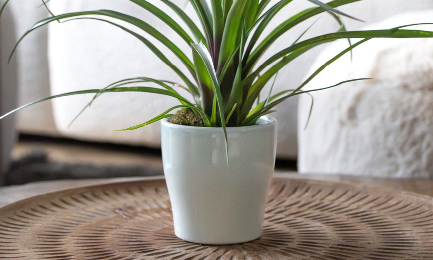 Image 4: Rootz 3er-Set Blaue Tillandsien inkl. Bulumentöpfen