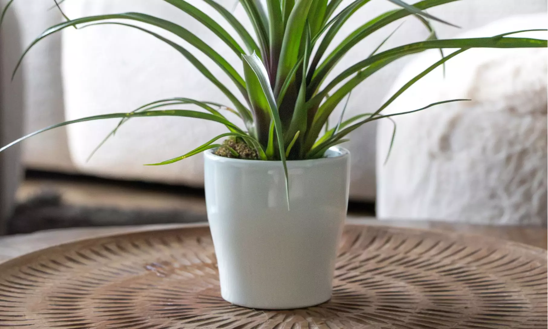 Rootz 3er-Set Blaue Tillandsien inkl. Bulumentöpfen