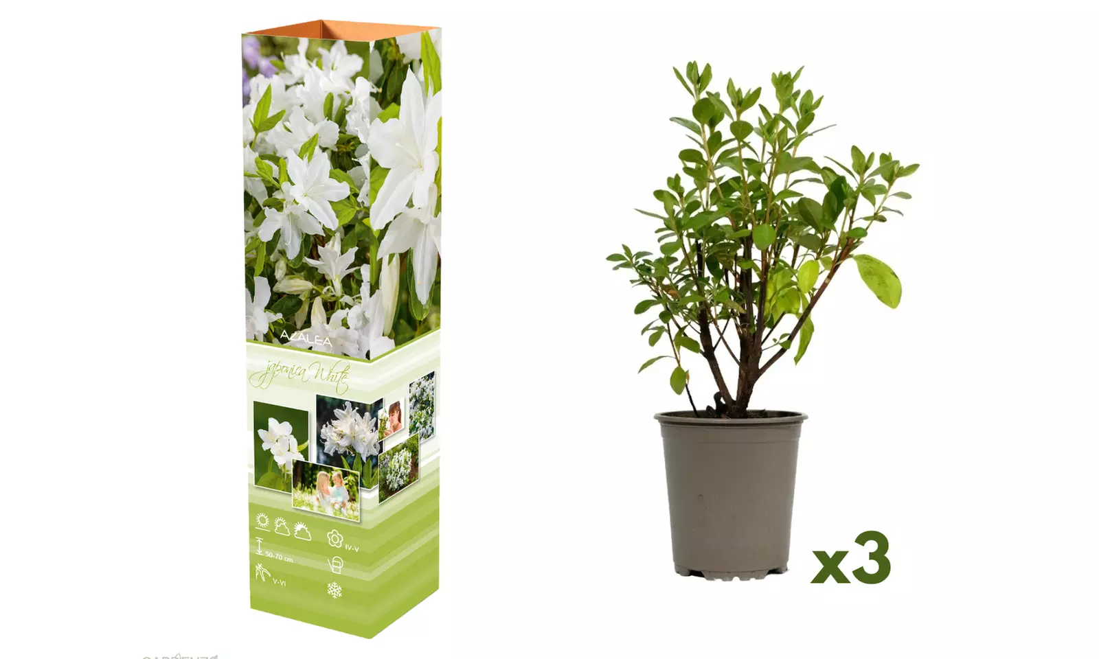 Set van 3, 4 of 8 Azalea's