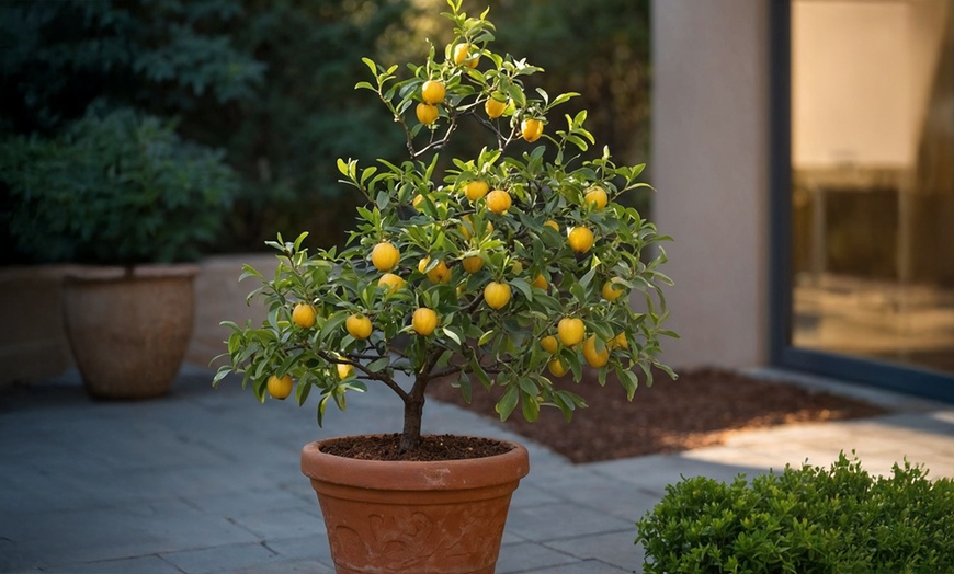 Image 1: 4er- oder 8er-Set mediterrane Obstbäume