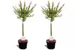 2x oder 4x Salix Flamingo Gartenpflanze - Second Medium