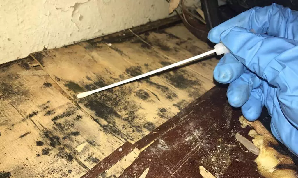 Apex mold inspection Offers Home Air Quality Test & Visual Inspection (Up to 46% Off) - Second Medium