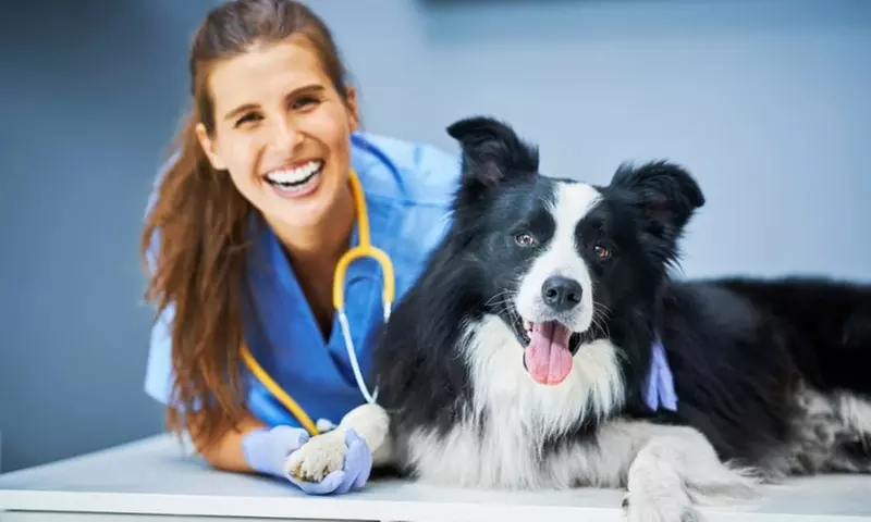 Learn Veterinary Assistant Training or Animal Care Online Course at Compete High - Up to 48% Off - Primary Image