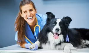 Learn Veterinary Assistant Training or Animal Care Online Course at Compete High - Up to 48% Off 