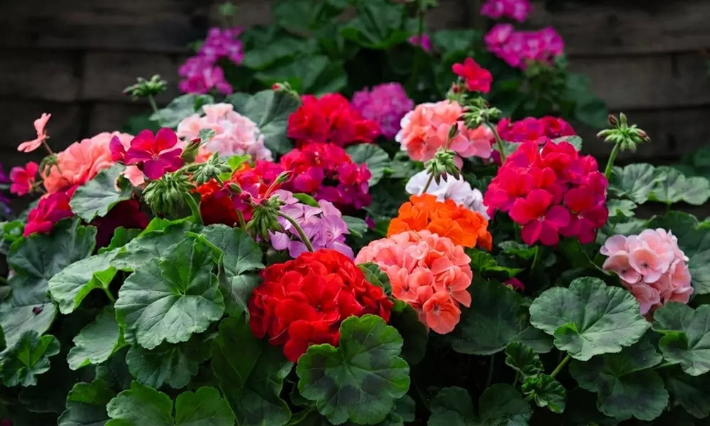 Pack of  30 or 60 Geranium 'Jackpot Mixed' Plants