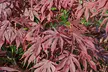 Acer Japanese Maple Trees 1, 2 or 4 Plants with Optional grey planters - Second Medium