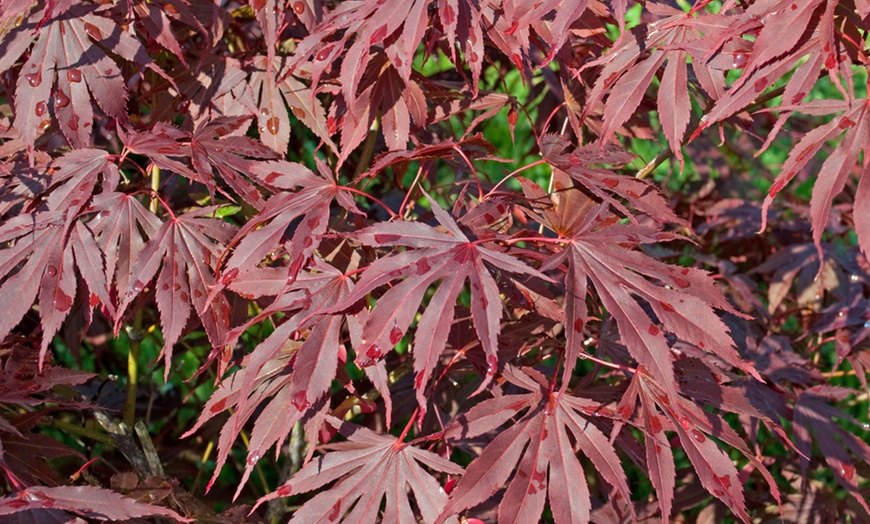 Image 4: Acer Japanese Maple Trees with Optional grey planters