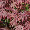 Image 4: Acer Japanese Maple Trees with Optional grey planters