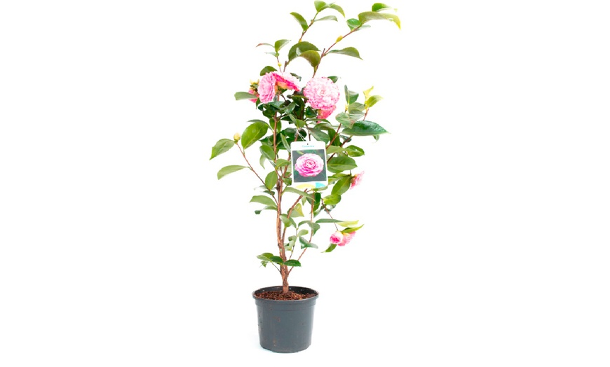 Image 14: 1 o 2 arbustos de camelia «rosa japonesa» con flores de color a elegir