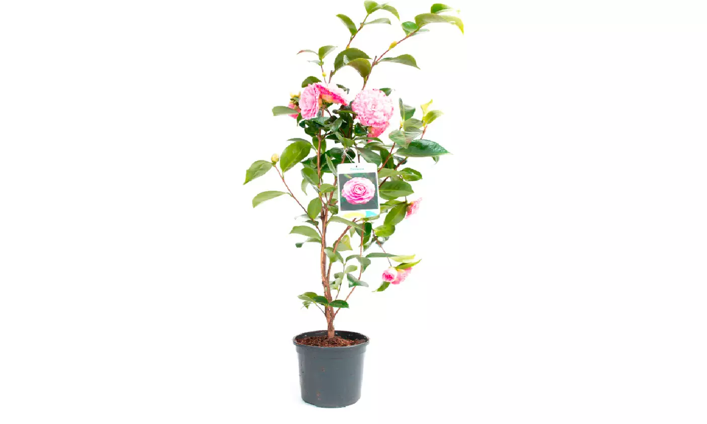 1 o 2 arbustos de camelia «rosa japonesa» con flores de color a elegir