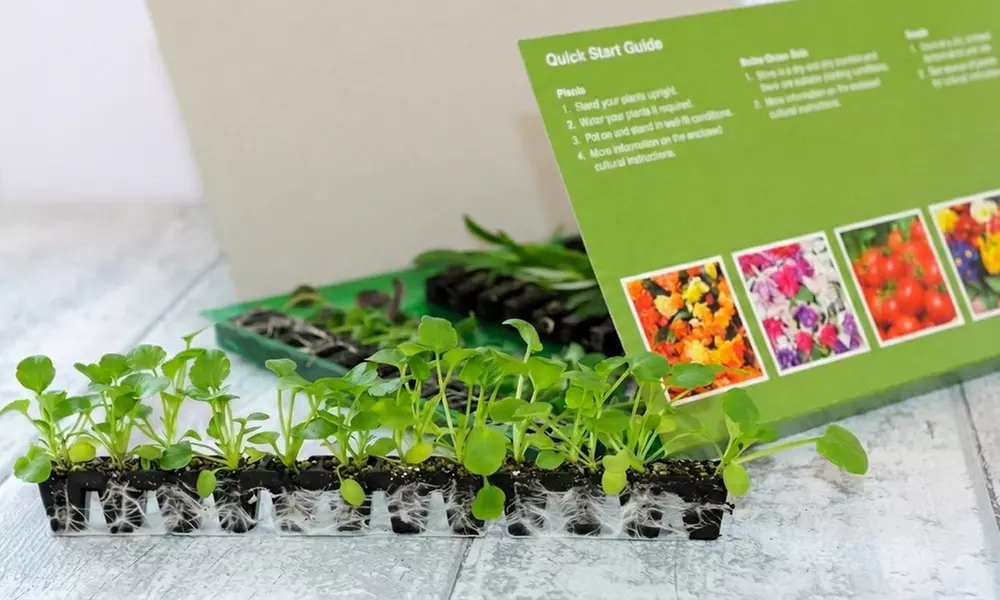 Begonia Nonstop Fire or Mocca Mix - 30 or 60 Plants