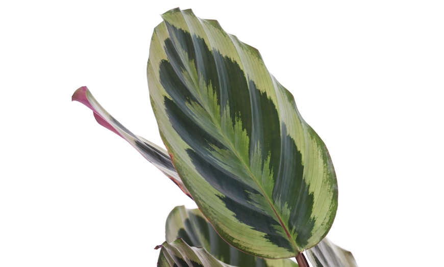 Image 4: Plante "Calathea"