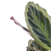 Image 4: Plante "Calathea"