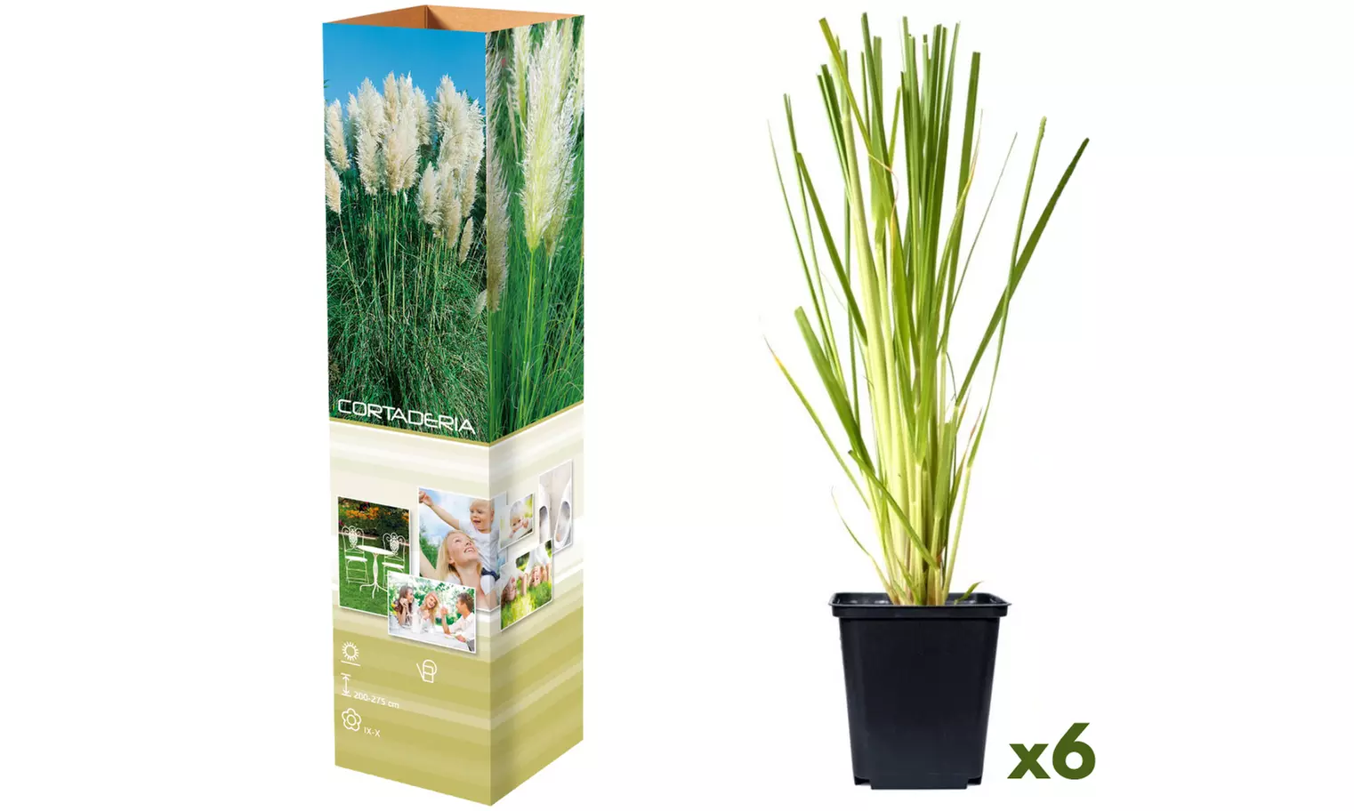3 o 6 piante di Pampasgras americano