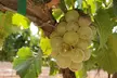 Wine Tasting and Glass of Sangria for One, Two, or Four People at Wilhelm Family Vineyards (Up to 33% Off) - Second Medium