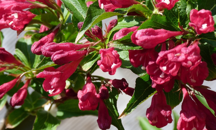 Image 2: Two or Four Rootz  Weigela Red Prince P17 Set 