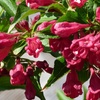Image 2: Two or Four Rootz  Weigela Red Prince P17 Set 