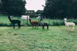 Unleash the Joy of the Alpaca Experience in Stunning Kent Countryside!(Up to 45% Off) - Second Medium