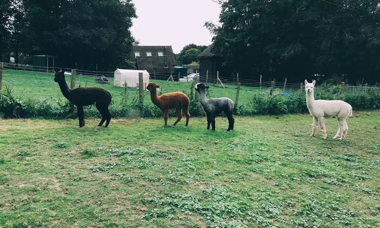 Charm in Every Step with Cute Alpacas: Walking Tour for Up to 4 People