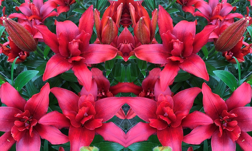 Image 3: Double Pollen Free Lily Collection - 2 or 10 Bulbs