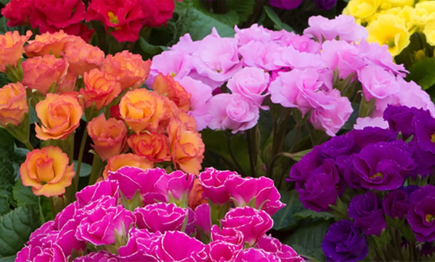 Image 17: Winter Flowering Primrose Mix - 24, 48 or 72 Plug Plants
