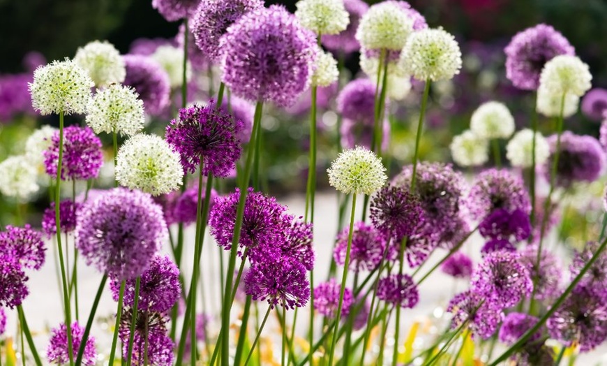 Image 3: 100 Allium Bulb Collection