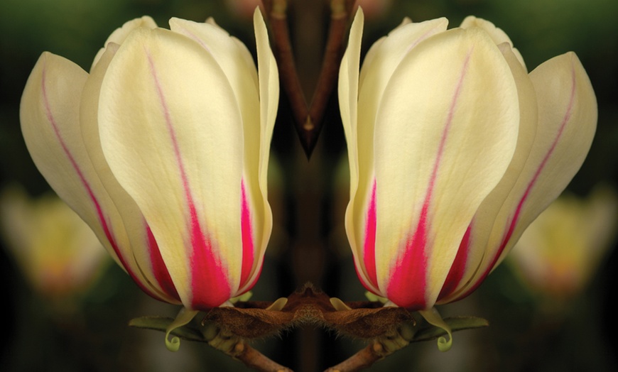 Image 4: 60cm Magnolia Sunrise Tree