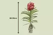 Orquídeas Vanda XL Rootz - Second Medium