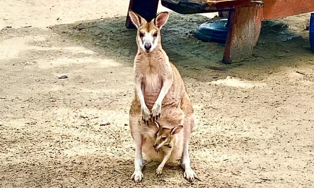 4Hour Broadwater Island Adventure Lunch Cruise