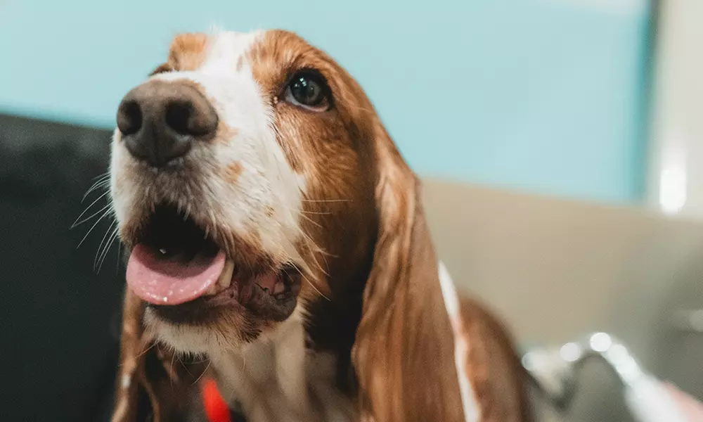 Full Day of Doggy Day Care Or Get $50 or $100 Credit Dog Grooming