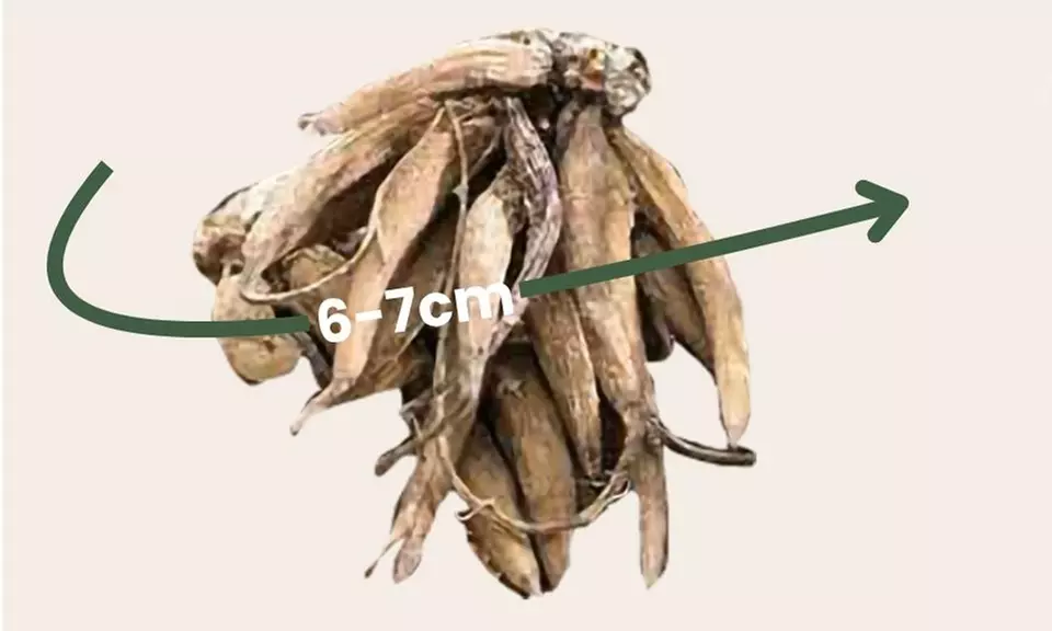 40x Ranunkel Pastel Blumenzwiebel-Mix - Second Medium