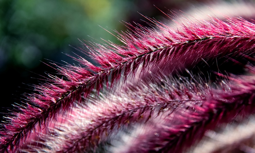 Image 8: Colourful Ornamental Grass Collection - 3, 9 or 15 Plants