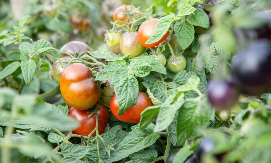 Image 6: Small Space Vegetable Plants - 3 or 6 Potted Plants