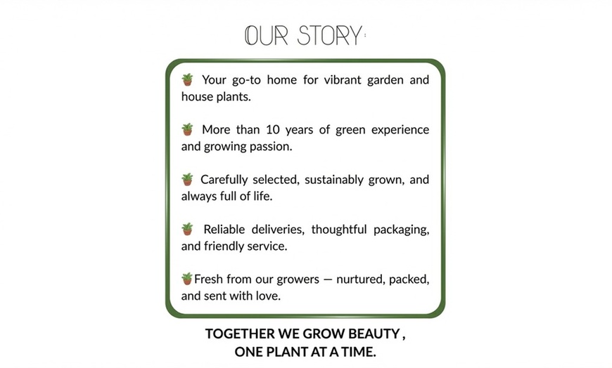 Image 8: Set di 8 piante perenni Rosie Border