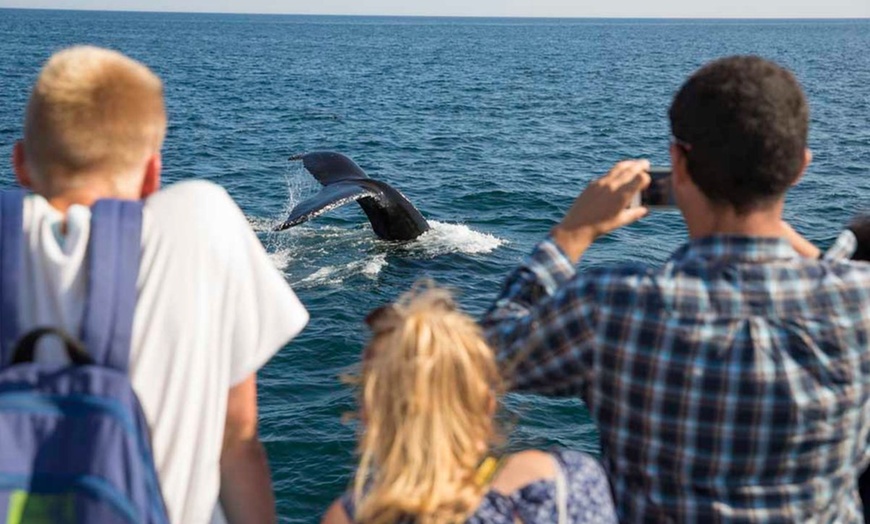 Image 4: Experience Whale Watch Experience of a lifetime in Boston