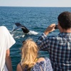 Image 4: Experience Whale Watch Experience of a lifetime in Boston