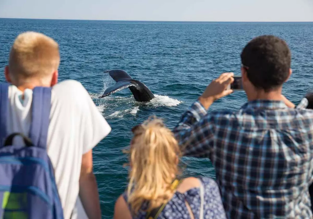 Experience Whale Watch Experience of a lifetime in Boston